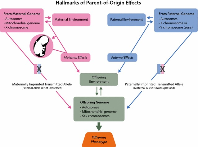 Parent of origin effect